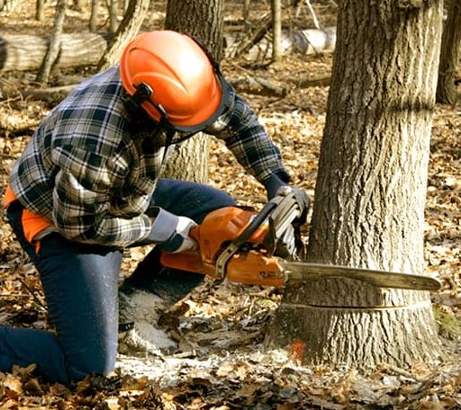 Tree Removal in Raynham, MA